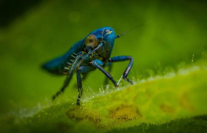 小さな脳で生きる小さな羽虫にはAI兵器開発のための秘密が隠されている、と米国防総省は考えている　Egor Kamelev/Pexels/Defense Advanced Research Projects Agency