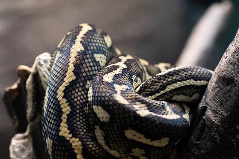 （写真はイメージです）　rai-iStock