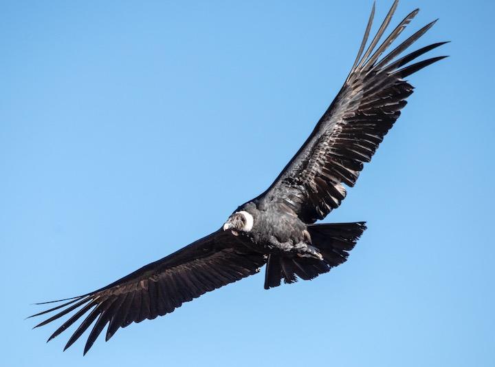 世界最大級の鳥コンドル 5時間、170キロ、羽ばたかずに飛行していた