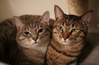 猫があの生き物と親友に...ありえないコンビにネット騒然