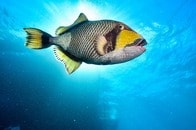 【クイズ】沖縄にも生息、人を襲うことも...「最恐の魚」ゴマモンガラはどこが危険？