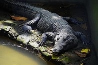 貝の採取中に襲われて...バラバラになった女性の遺体をくわえて泳ぐ巨大ワニの動画にネット震撼