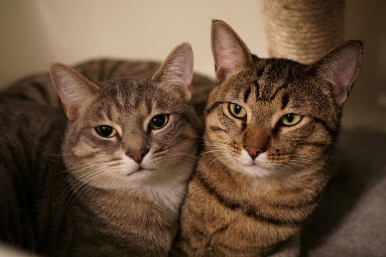 猫同士じゃなくても仲良くなれる？（写真はイメージです）　Guillermo Olivas-Unsplash