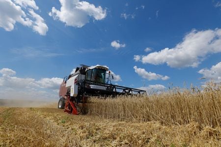 　９月２２日、ウクライナ農業食料省が２２日発表した統計によると、９月１〜２１日の穀物輸出量は１４５万トンと、前年同期の約２９４万トンから半減したことが分かった。写真は小麦の刈り入れの様子。ウクライナのルハンシク地方で７月撮影（２０２３年　ロイター／Alexander Ermochenko）