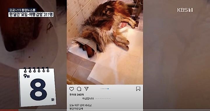 怪我をした動物のため募金を呼びかける投稿をインスタグラムに投稿したが……　KBS News / YouTube