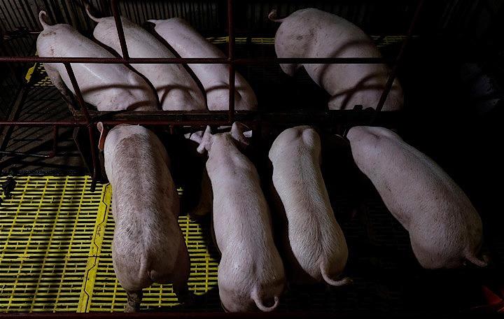 中国との貿易戦争にあえぐ米国産穀物の輸出業者にとって、昨年は東南アジアの畜産農家による飼料用の購入が命綱となった。写真は9月20日、ベトナムのハノイ近郊の養豚農家で撮影（２０１９年　ロイターS/Kham）