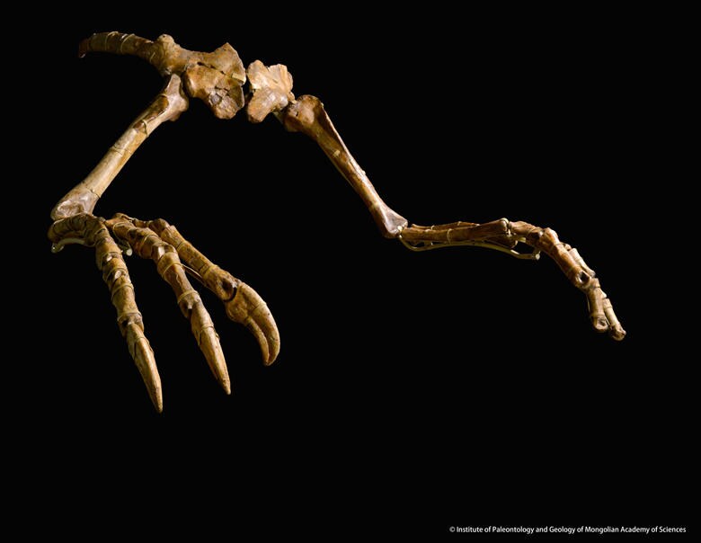 「恐竜博2019」では、長い間「謎の恐竜」と言われてきたデイノケイルスの全身復元骨格が世界初公開されている（デイノケイルスの前あし、展示は複製） &copy;Institute of Paleontology and Geology of Mongolian Academy of Sciences