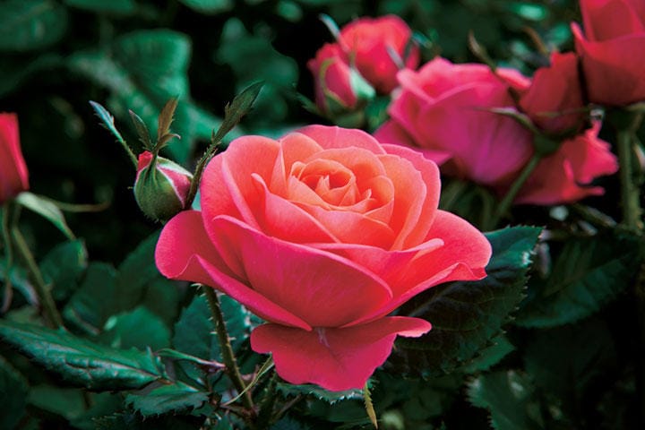 多くを語らない小川のスタイルはカフカや安部公房に近い　WESTERSOE/ISTOCK