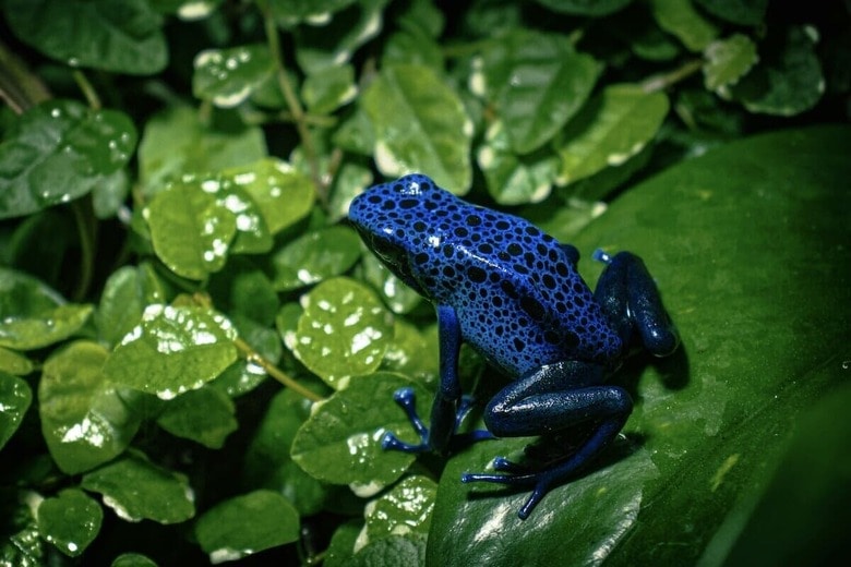 オスの腫れた指先が鍵？ ヤドクガエルの新たな交尾行動の発見　Oleksandr Kuzmin-Unsplash