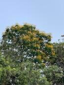 ミャンマー軍の発表した１週間、２４時間の停電発表の行方