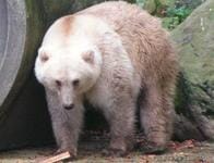 ホッキョクグマとハイイログマの交雑種「ピズリー」が確認されるように......その理由は？