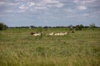 米テキサス州で肉食寄生虫の2例目確認、寄生拡大の懸念高まる