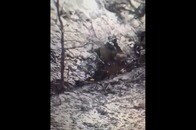 【動画】これが最強の防御法？ 攻めてきた「自爆ドローン」を、「シャベル」で叩き壊すロシア兵