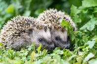 絶滅危機から「ハリネズミ戦争」での肥満まで──欧州ハリネズミの受難