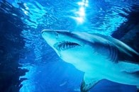 50匹ものサメがクジラの死骸をむさぼり食う...衝撃の光景