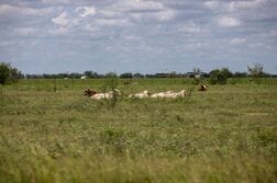 米テキサス州で肉食寄生虫の2例目確認、寄生拡大の懸念高まる