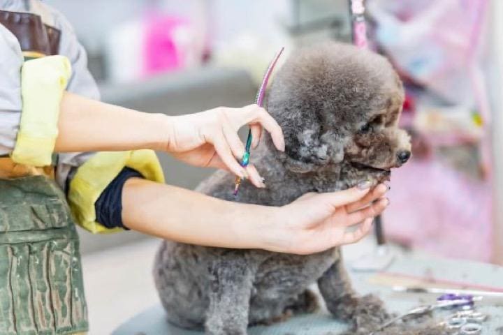 トリマーに毛をトリミングされる犬