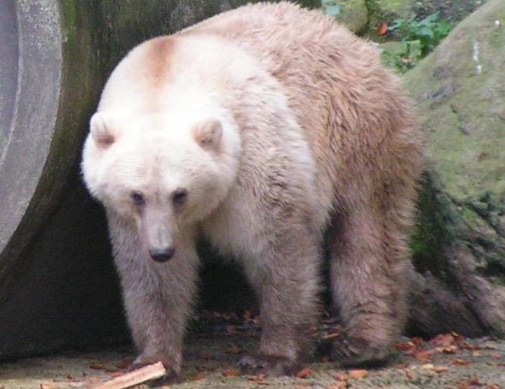 ホッキョクグマとハイイログマの交雑種「ピズリー」は、2006年にはじめて確認された......  wikimedia