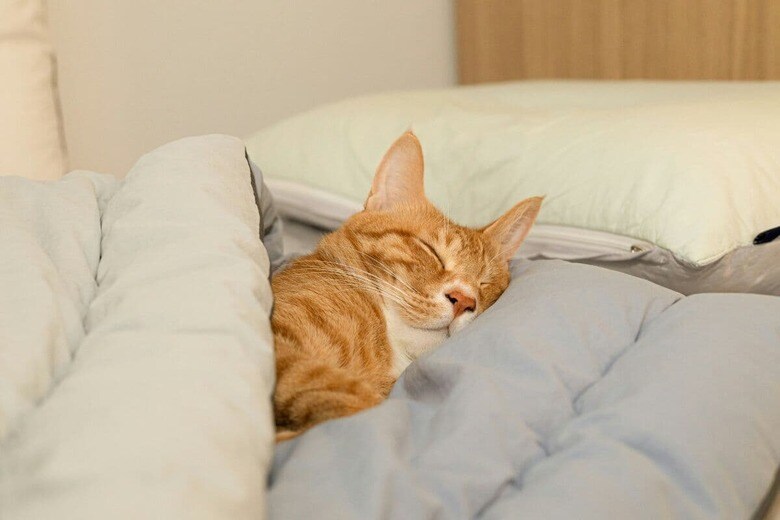 猫はふかふかのベッドが大好き（写真はイメージです）　Seongjin Park-Unsplash