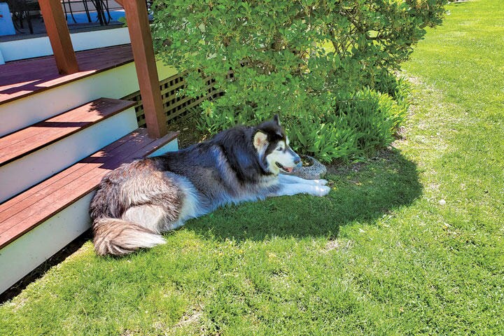 シマリスとの戦いに疲れてひと休みする？愛犬のモホーク　GLENN CARLE