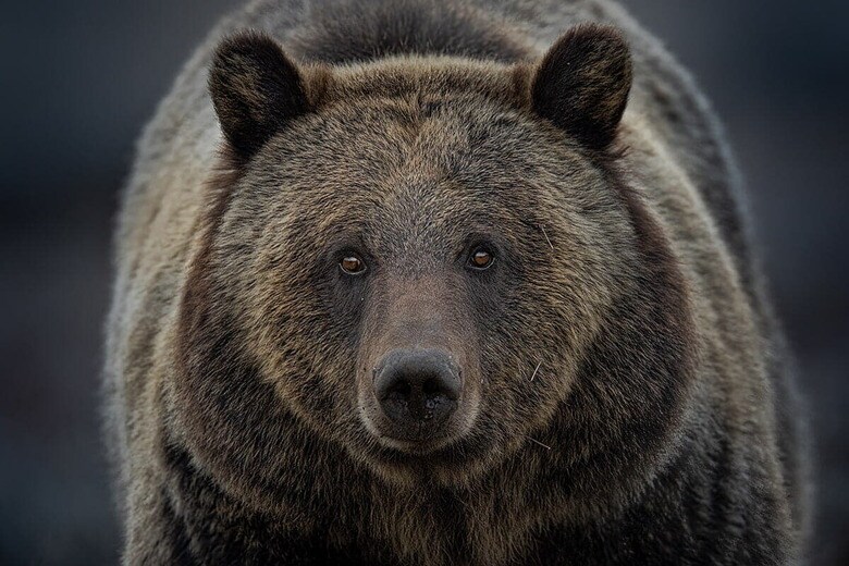 （写真はイメージです）　Dennis Stogsdill-Shutterstock