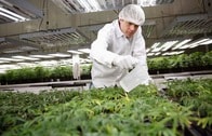 医療用大麻不足のドイツ　来年解禁のカナダに依存
