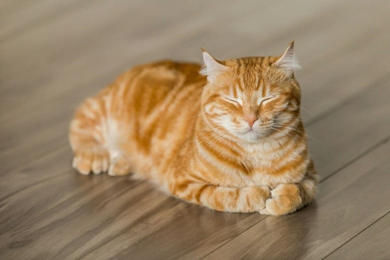 猫も健康管理が大切（写真はイメージです）　Michael Sum-Unsplash