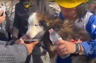 トルコ大地震、22日後に瓦礫から犬救出「まさに奇跡」