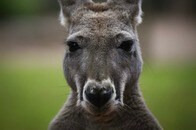 【動画】カンガルーに頭突きされ、殴られ、血まみれに...男性の「犬救出劇」にネット騒然