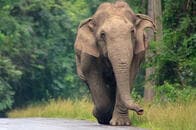 移動を邪魔して怒りを買った男性が、野生ゾウに踏まれる決定的瞬間