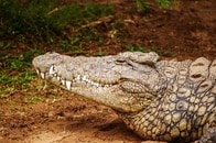 【動画】閲覧注意：男性がワニに腕と脚をかまれる「30分の恐怖」