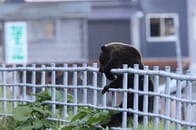 冬ごもりを忘れたクマが来る――「穴持たず」が引き起こす人喰いの連鎖