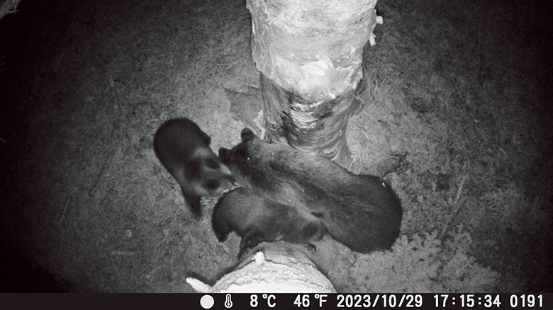 【見えない隣人】  森の縁に設置したトレイルカメラには、ヒグマの日常が記録されていた。人間の生活圏と重なり合う移動も森の中の行動と同様、彼らの営みの一部である。人間が森に入った痕跡にも彼らはすぐに反応し、街の様子をうかがう姿も写っているが、その行動の多くは人間側からは把握されにくい