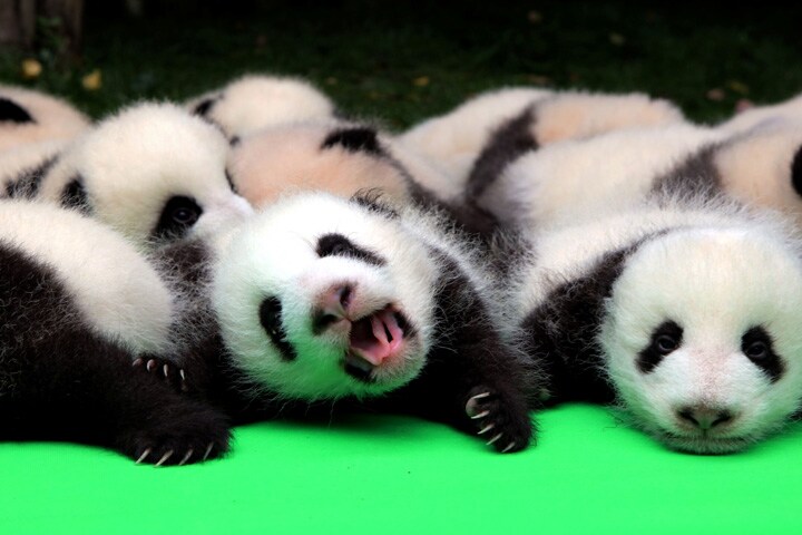 中国四川省ではジャイアントパンダの繁殖研究が活発　China Daily-REUTERS