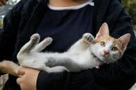 ペット相手の赤ちゃん言葉や打ち明け話…「話しかけ方」が飼い主の健康を左右する？