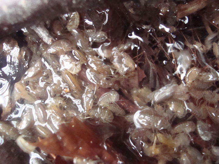 水生生物からコカインやケタミンなどが検出された　wikipedia