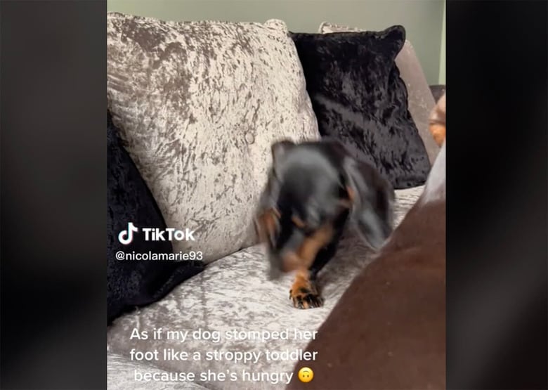 @nellyandnancy_sausagesis/TikTok