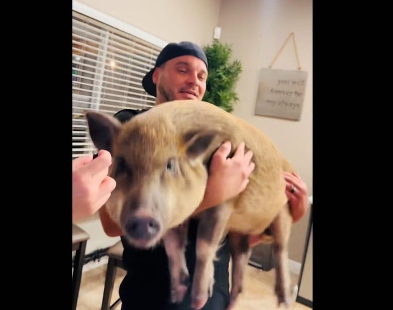 @thetinsleyherd / TikTok