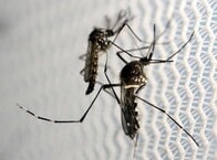 シンガポールでジカ熱国内感染41例確認、200人体制で拡大防止へ
