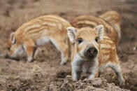 2019年の相場は「亥固まる＝小幅な値動きにとどまる」のか