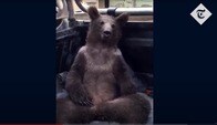【映像】幻覚作用のある「マッドハニー」で酩酊するヒグマ