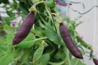 日本で「ツタンカーメンのエンドウ」が広まった理由、調べました