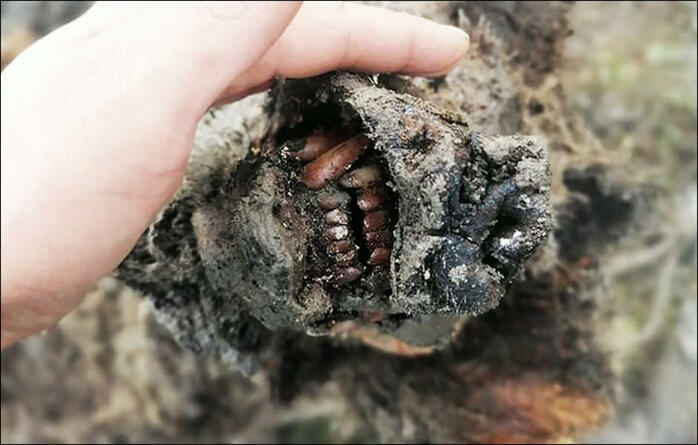 2万年以上前のホラアナグマ、ほぼ完全な状態で発見される | ニューズ