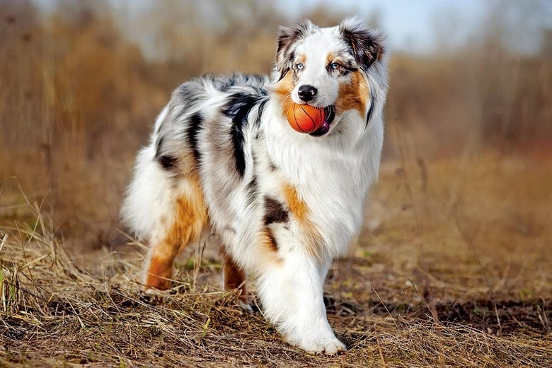 わたくしオーストラリアン・シェパードのルーツは牧羊犬　KSUKSA/ISTOCK