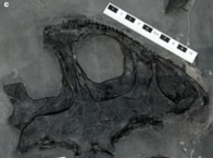 「まるで海底の怪物」…2億3700万年前の海に生息した古代両生類、その異様な姿が明らかに