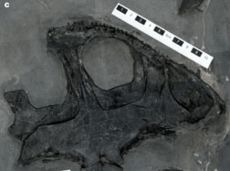 「まるで海底の怪物」…2億3700万年前の海に生息した古代両生類、その異様な姿が明らかに