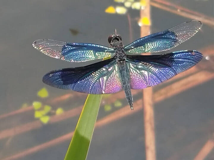 チョウトンボ 写真提供:近藤印刷