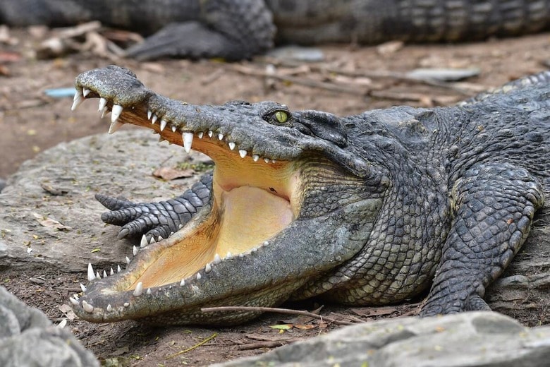 （写真はイメージです）　Butterfly Hunter-Shutterstock