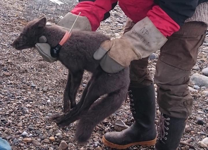 GPS首輪を装着して衛星で追跡した　Elise Stromseng/Norwegian Polar Institute