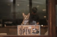 【写真】店の看板猫が行方不明に...捜索キャンペーンに世界の猫好きが注目